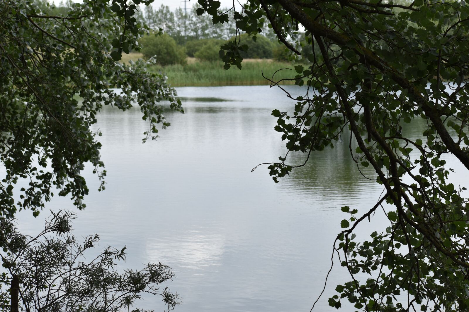 Nikon D3500 sample photo. Lake, tree, landscape photography