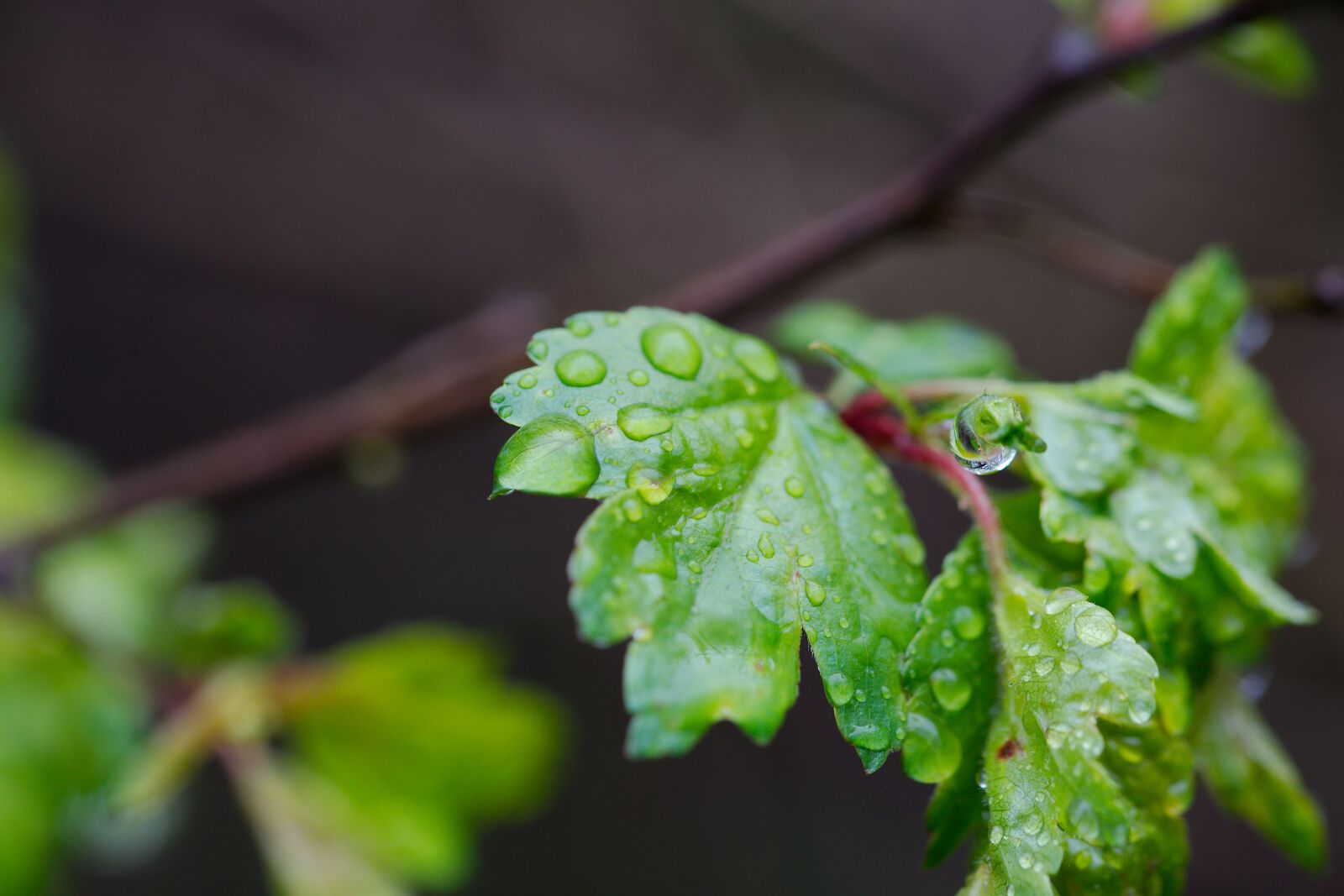 Canon EOS 6D sample photo. Leaf, plant, nature photography