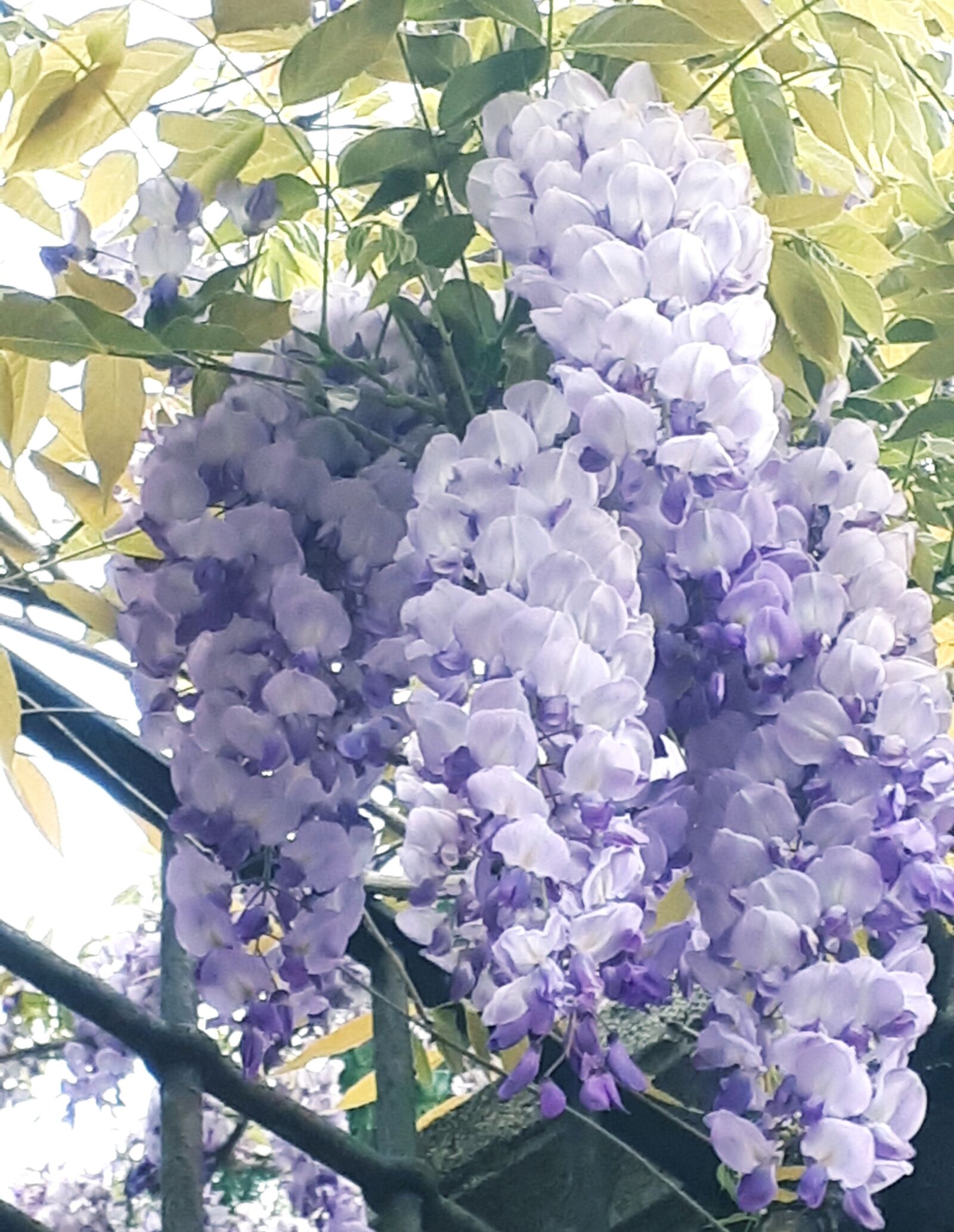 Samsung Galaxy A5(2017) sample photo. Wistaria, flowers, spring photography
