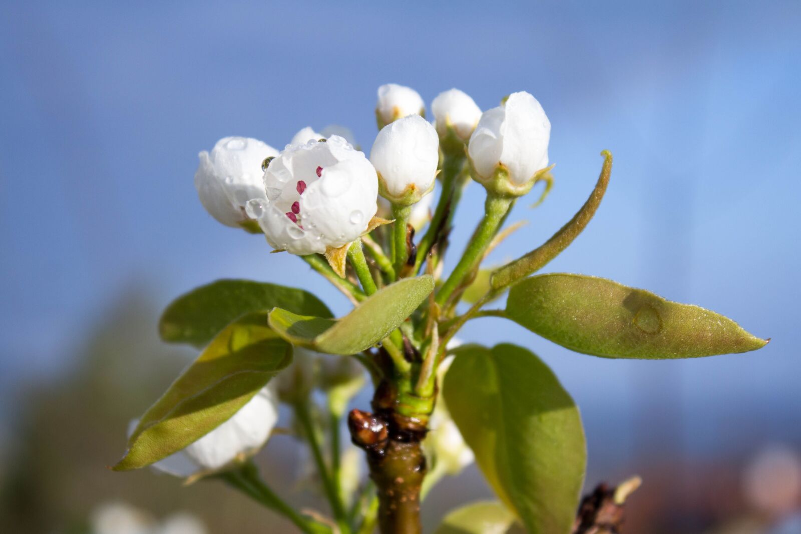 Canon EOS 60D sample photo. Pear blossom, pear, blossom photography