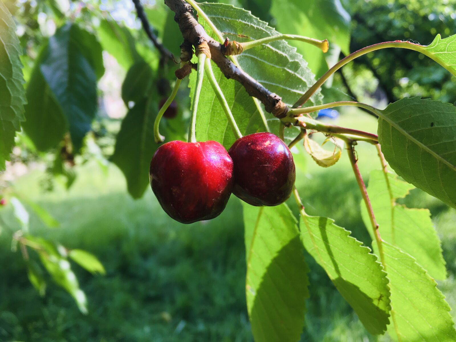 Apple iPhone SE sample photo. Cherries, summer, fruit photography