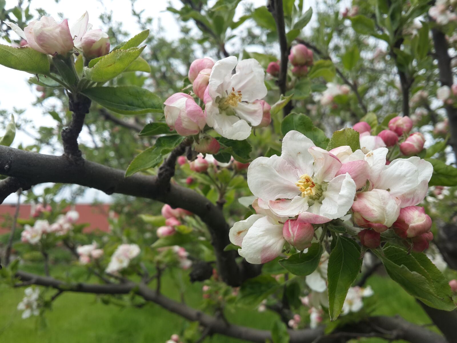 Samsung Galaxy S4 sample photo. Flower, apple blossom, spring photography
