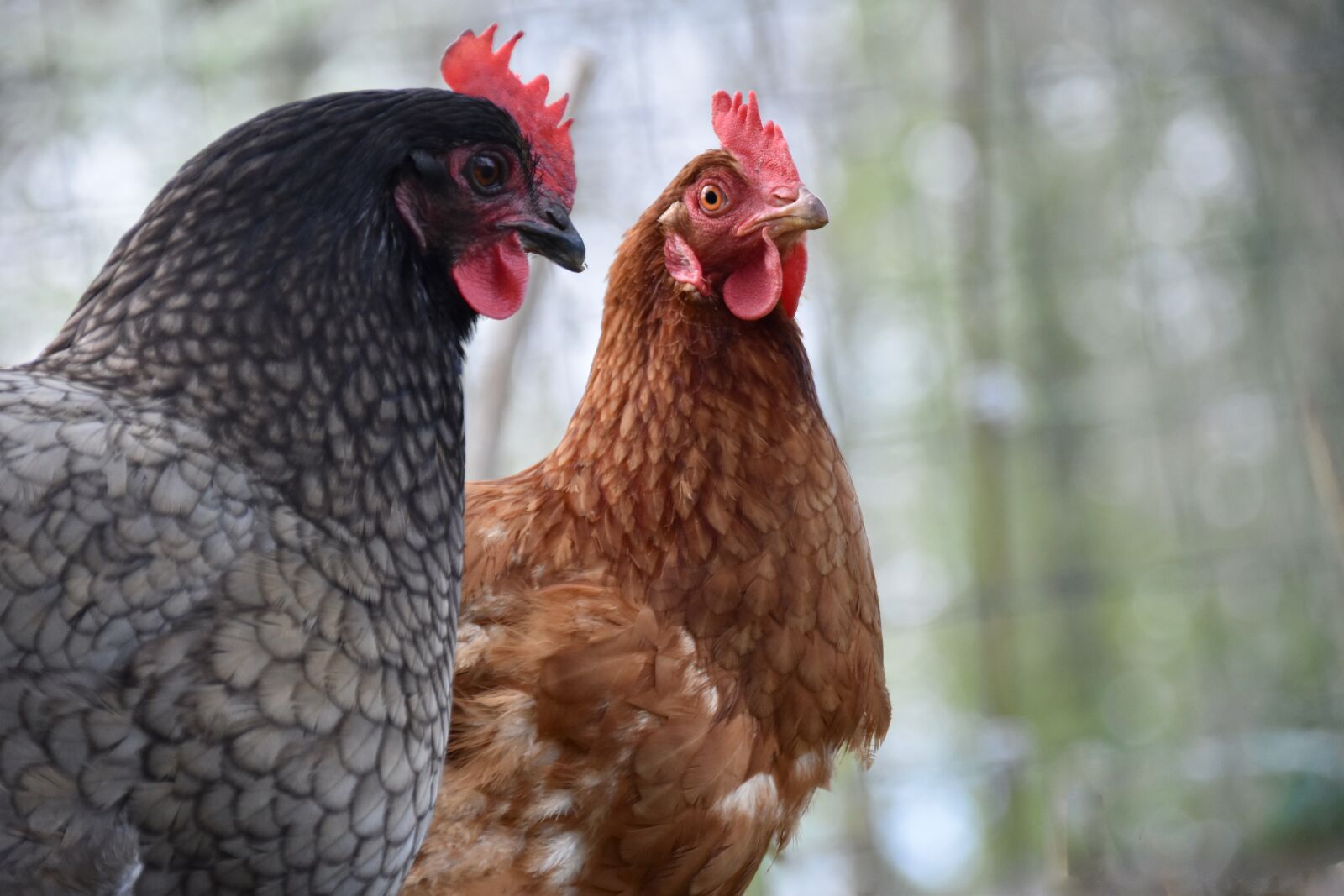 Nikon D5600 sample photo. Hens, laying hens, poultry photography