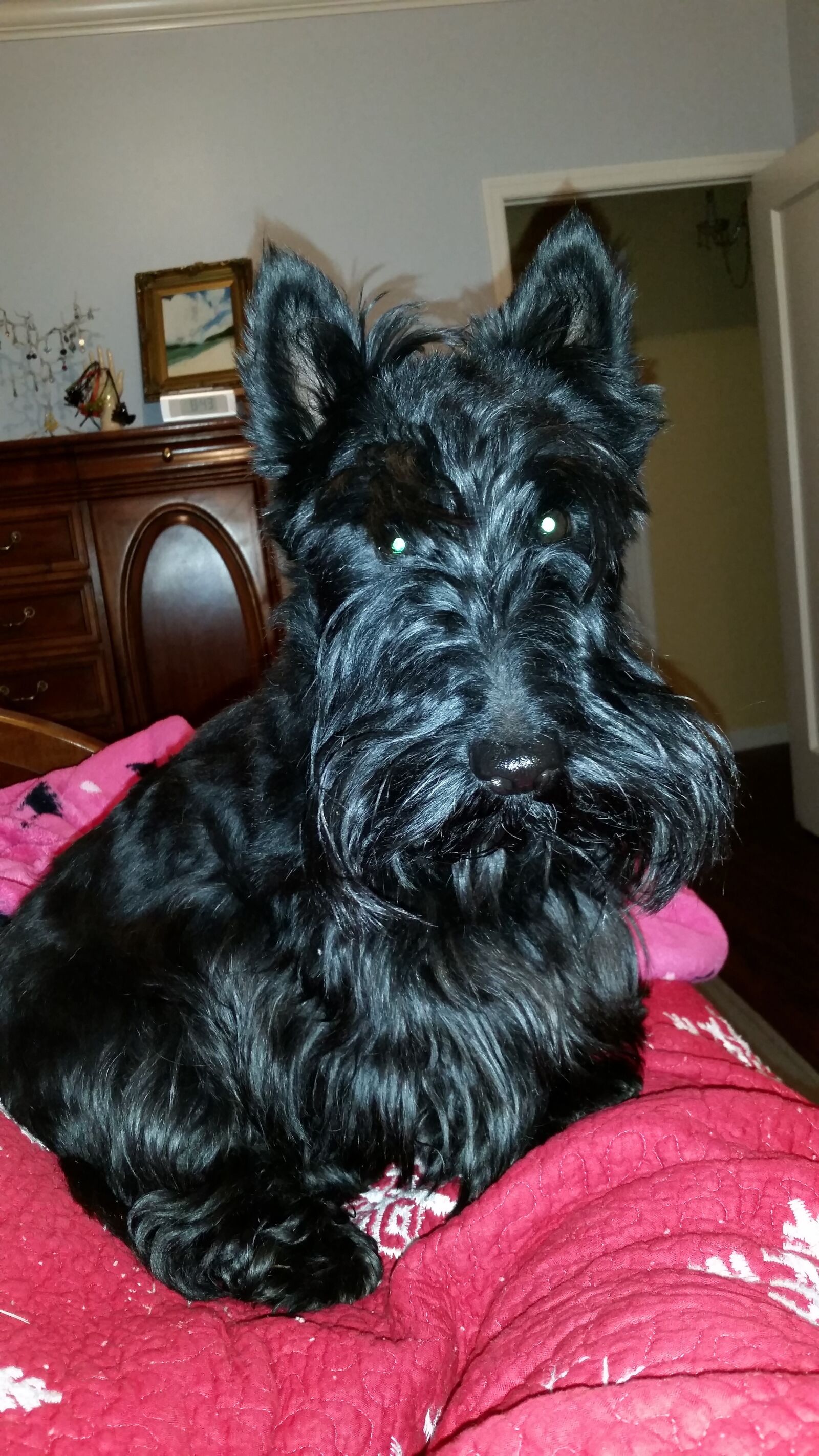 Samsung Galaxy S5 sample photo. Scottie, scottish terrier, dog photography