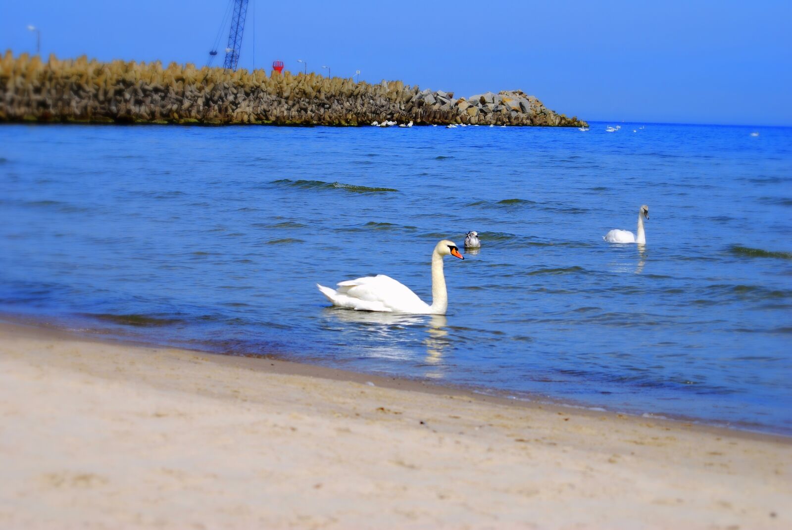 Nikon D60 sample photo. Sea, swan, bird photography