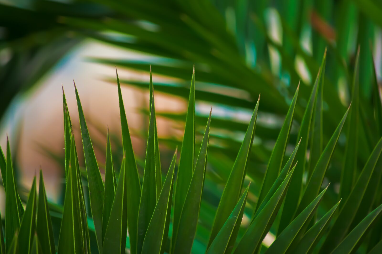 Nikon D90 sample photo. Palm, close up, plant photography