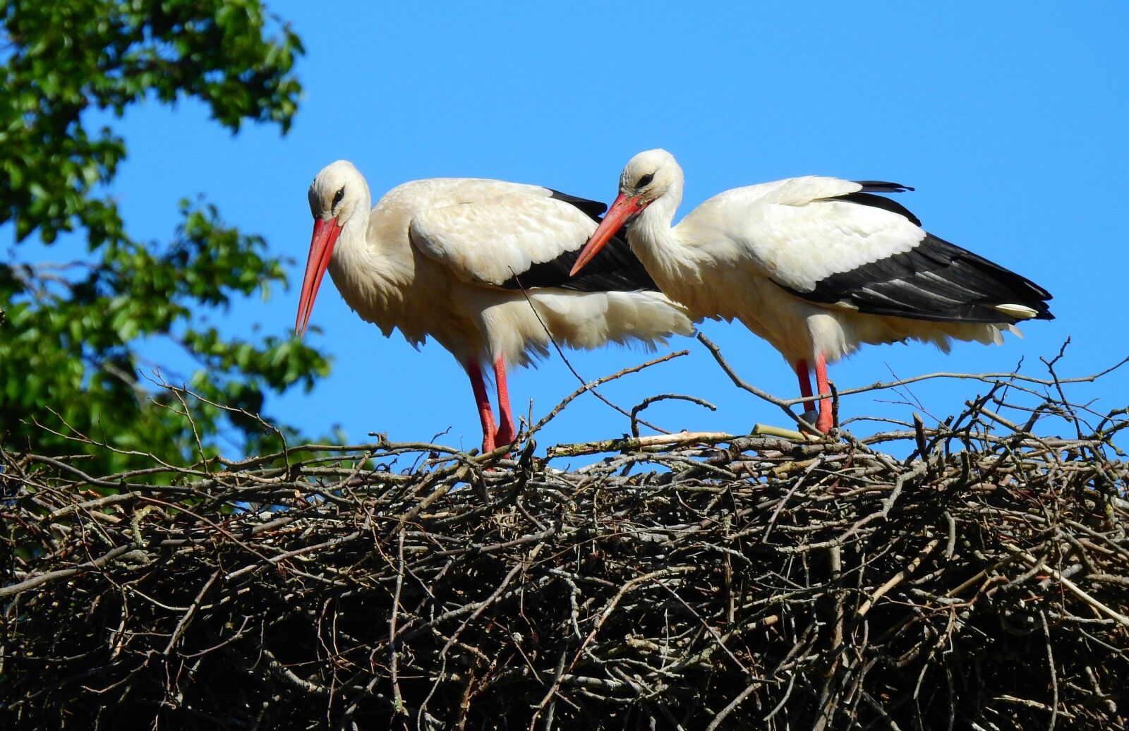 Nikon Coolpix P900 sample photo. Stork, wading bird, animal photography