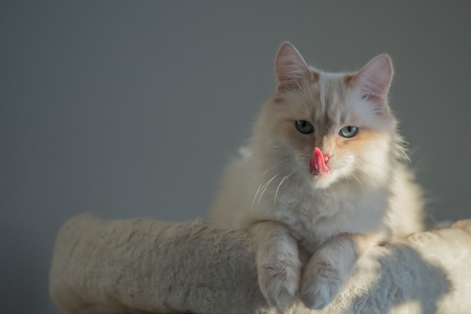 Nikon D750 sample photo. Cat, sacred birman, animal photography