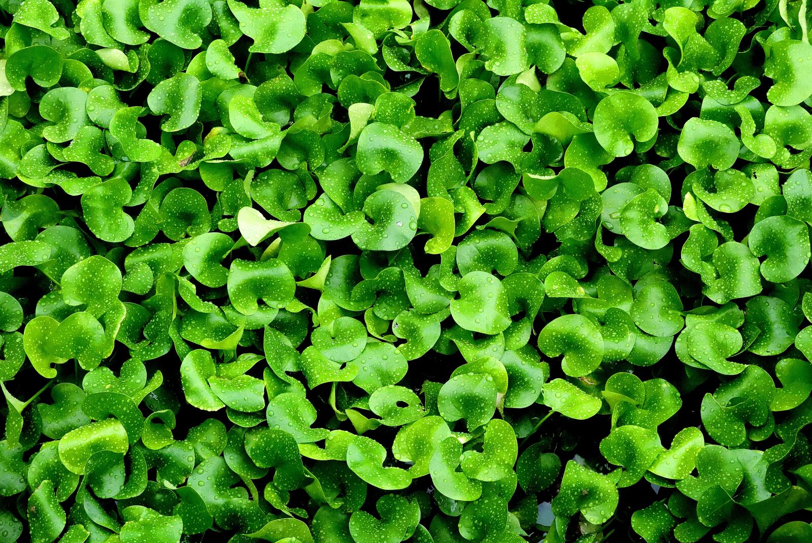Sony Cyber-shot DSC-RX100 sample photo. Abstract, water plant, green photography