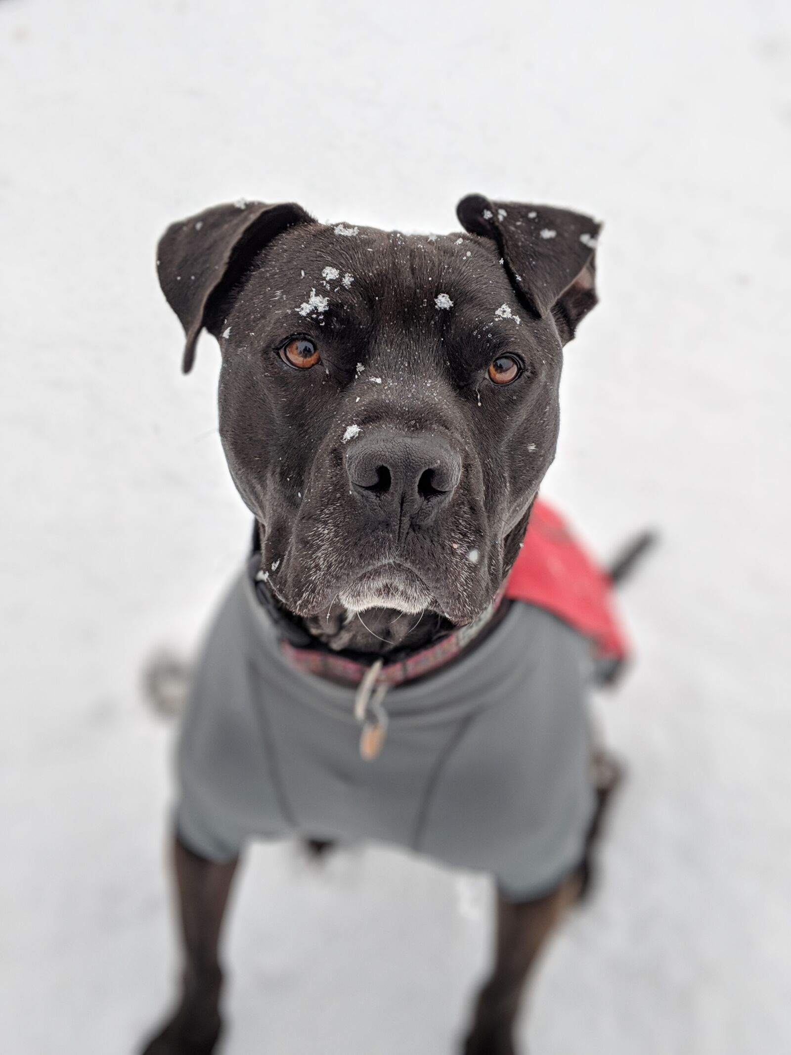 Google Pixel 2 sample photo. Dog, snow, pitbull photography