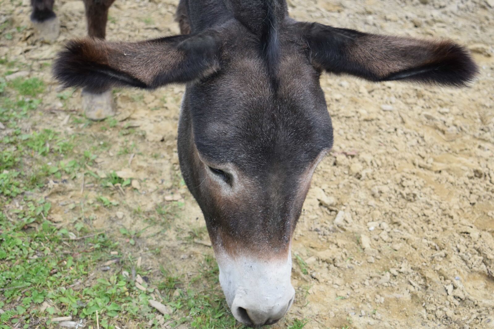 Nikon D3300 sample photo. Nature, animal, donkey, livestock photography
