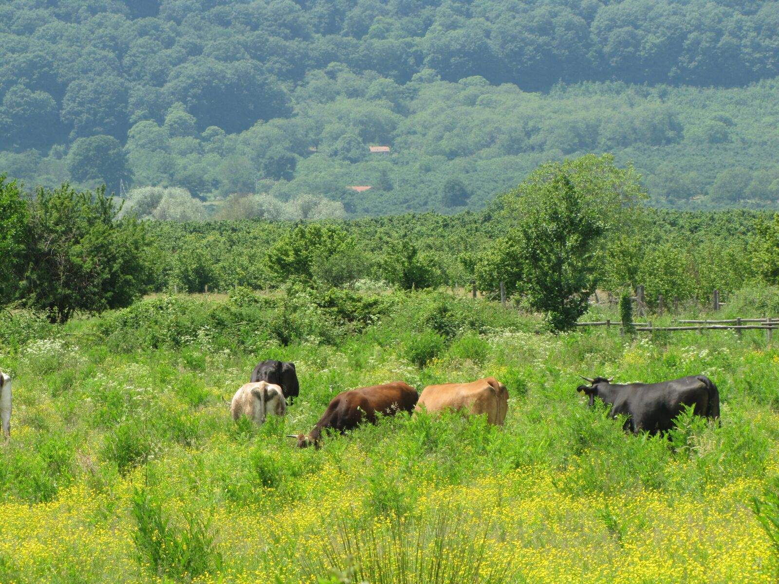 Canon PowerShot SX20 IS sample photo. Cows, italy, vico lake photography