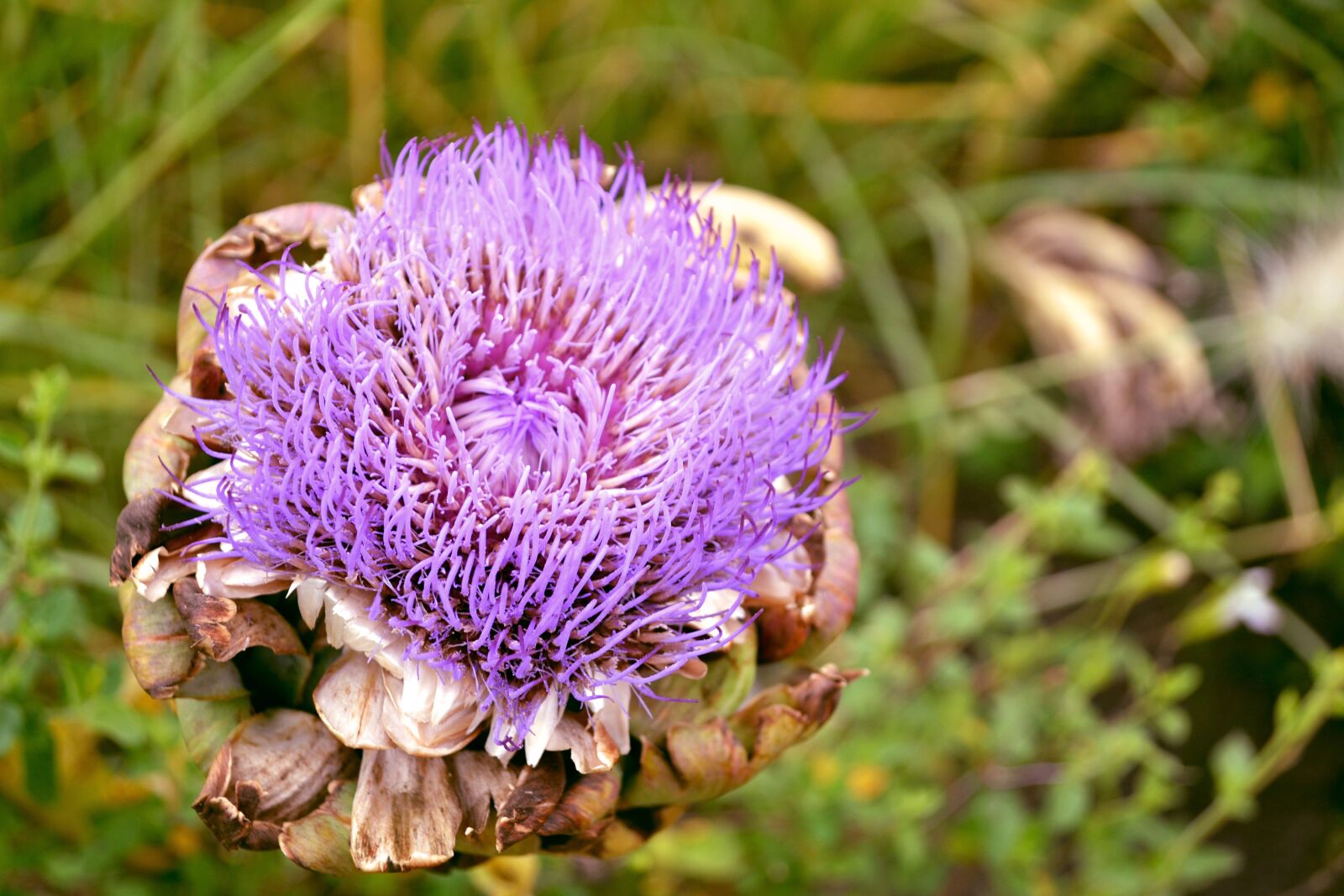 Nikon D3100 sample photo. Nature, meadow, flower photography