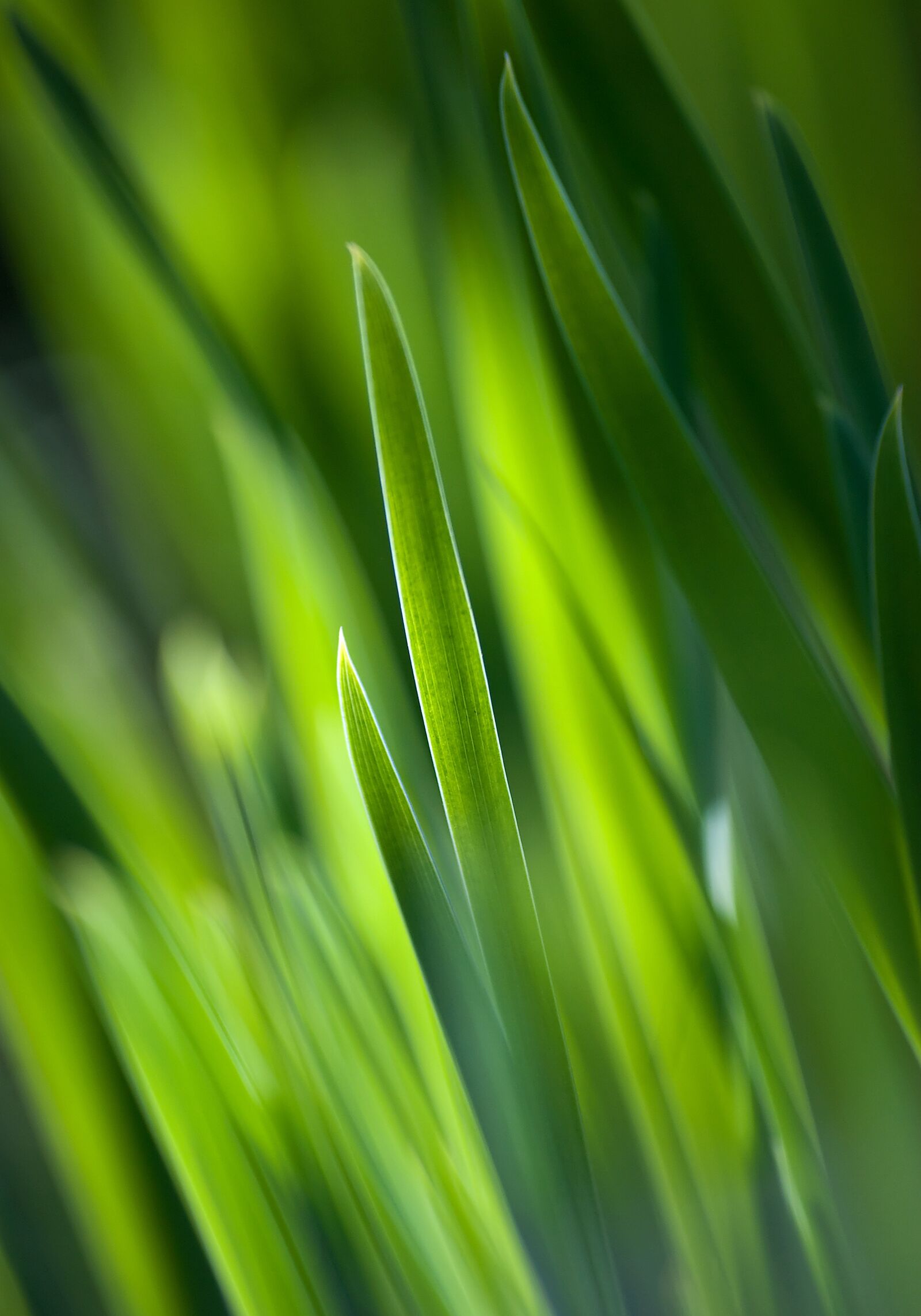 Nikon D80 sample photo. Lawn, nature, the freshness photography