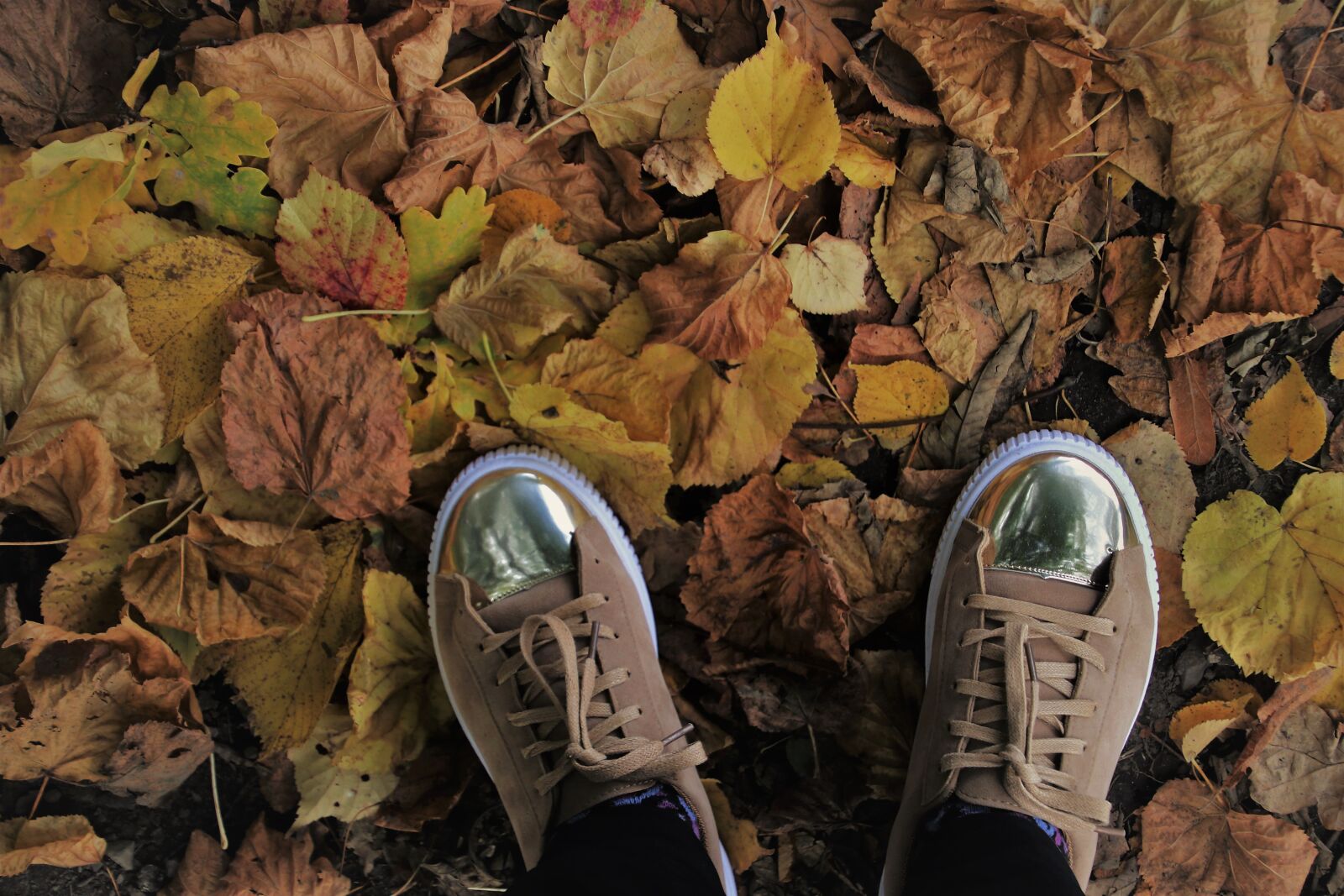 Canon EOS 80D sample photo. Foliage, shoes, october photography