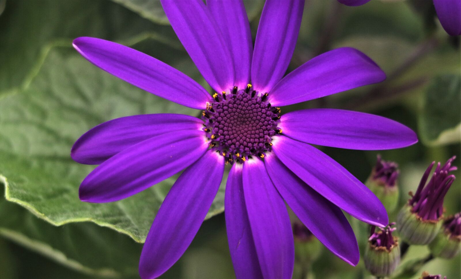 Canon EOS 7D Mark II sample photo. Flower, flowering, purple flower photography