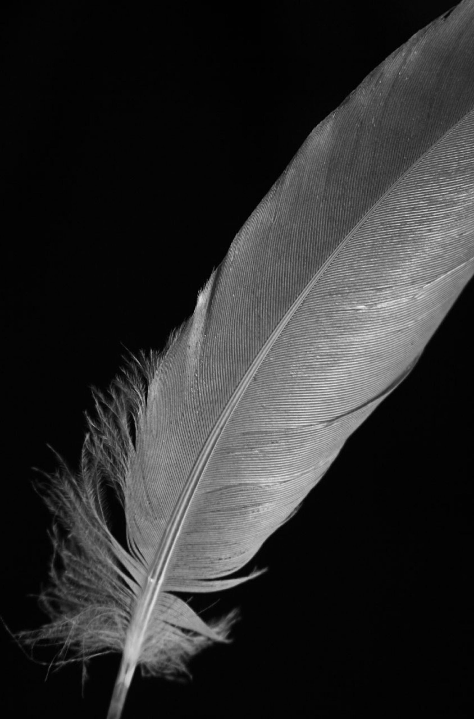 Canon EOS 350D (EOS Digital Rebel XT / EOS Kiss Digital N) sample photo. Feather, macro, black photography