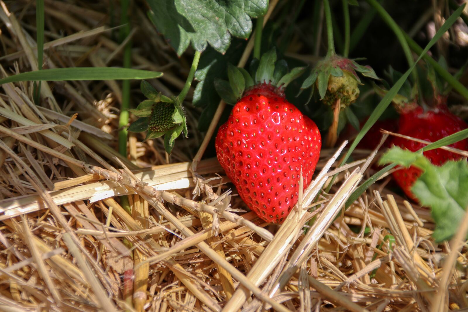 Canon EOS 80D sample photo. Strawberry, delicious, fruit photography