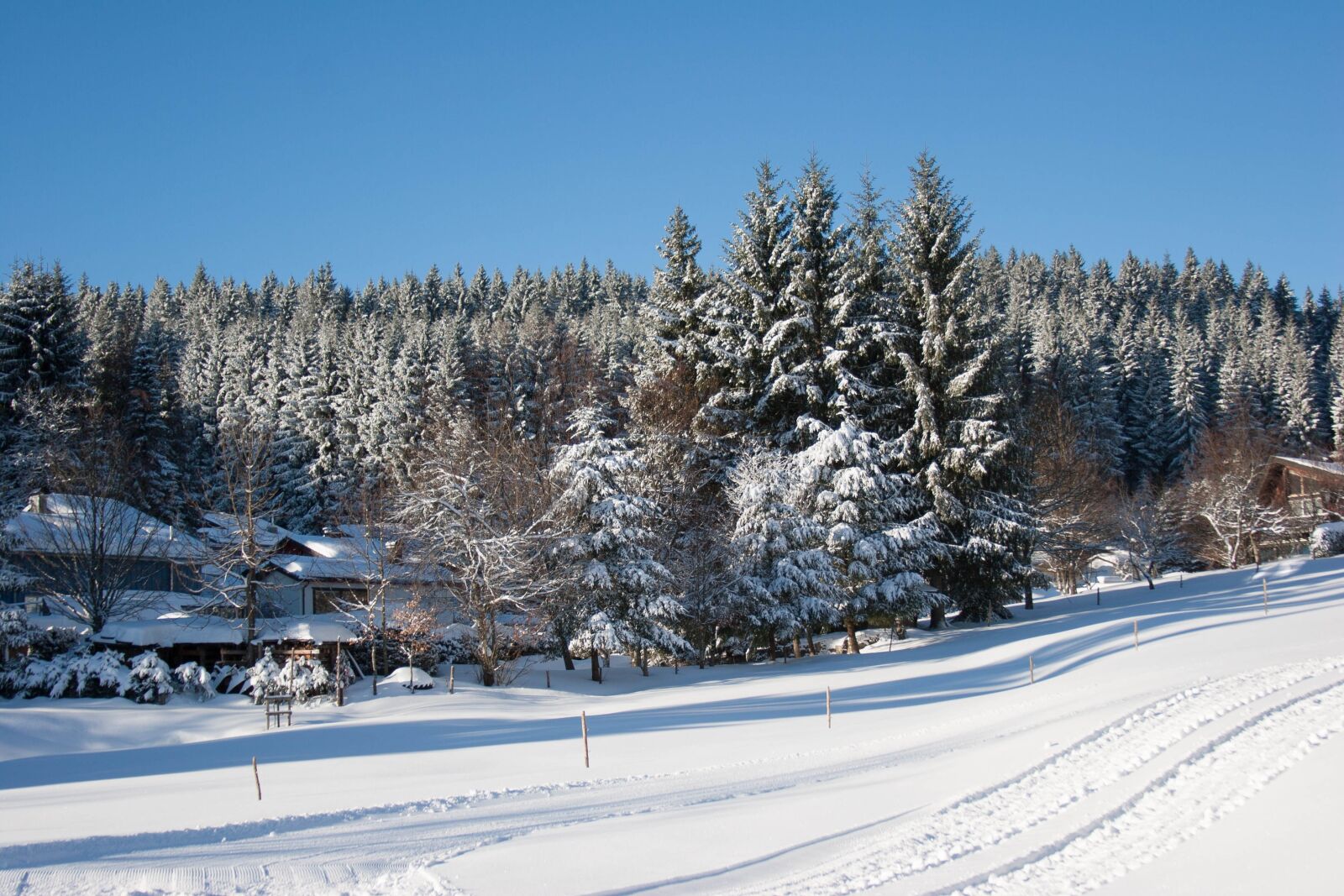 Canon EOS 20D sample photo. Winter, snow, cold photography