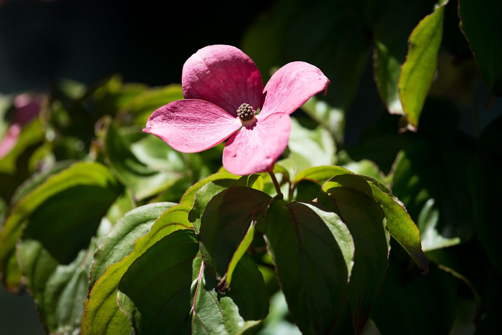 Nikon D750 sample photo. Blossom, bloom, pink photography