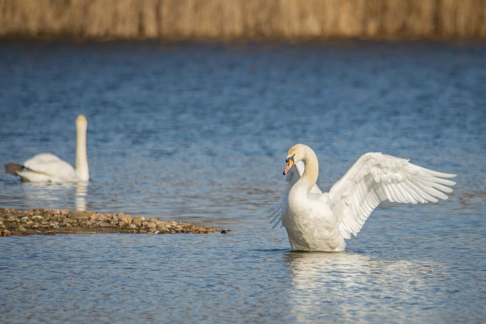 Nikon D7200 sample photo. Swan, lake, wing beat photography