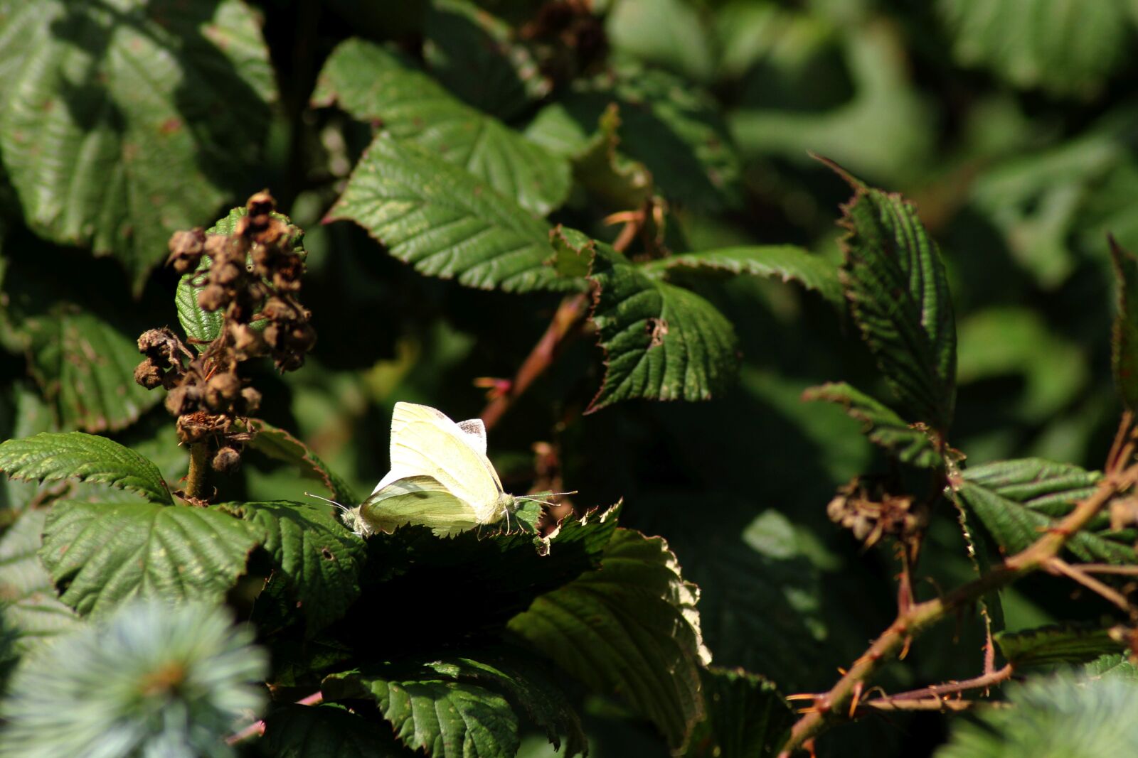 Canon EOS 1100D (EOS Rebel T3 / EOS Kiss X50) sample photo. Butterflies, pairing, white photography