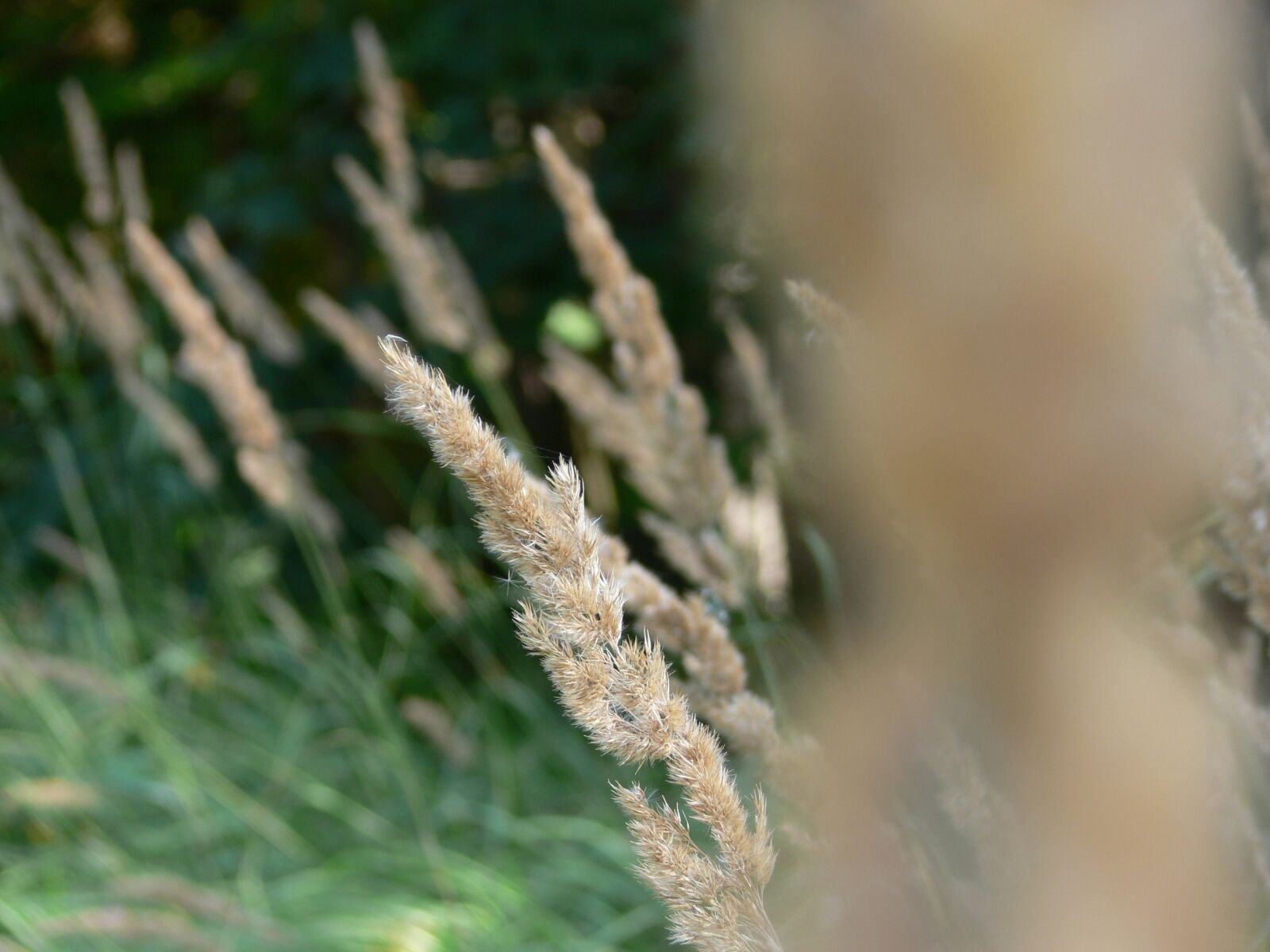 Panasonic DMC-FZ30 sample photo. Autumn, nature, wild plant photography