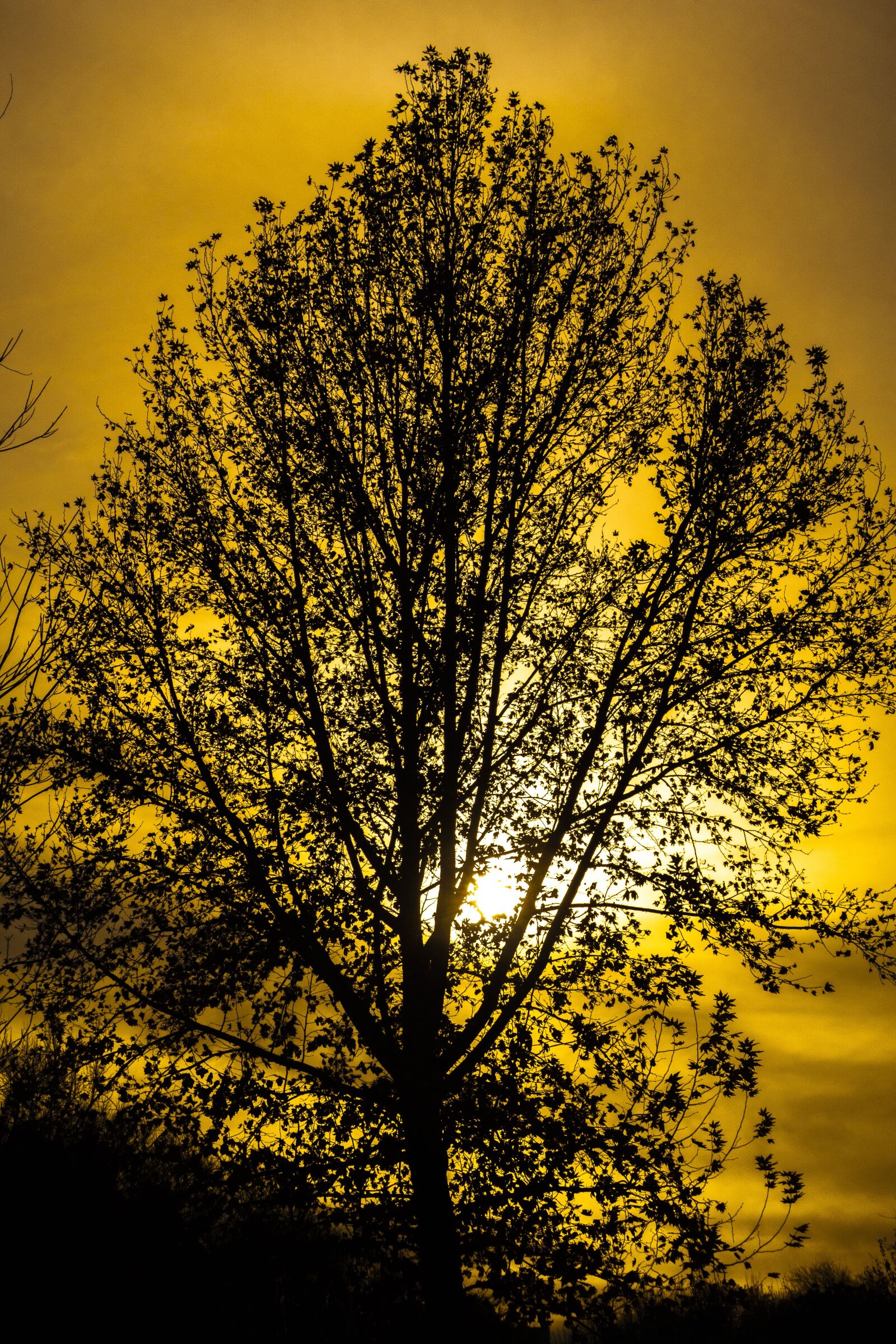 Canon PowerShot G9 X Mark II sample photo. Tree, sun, landscape photography