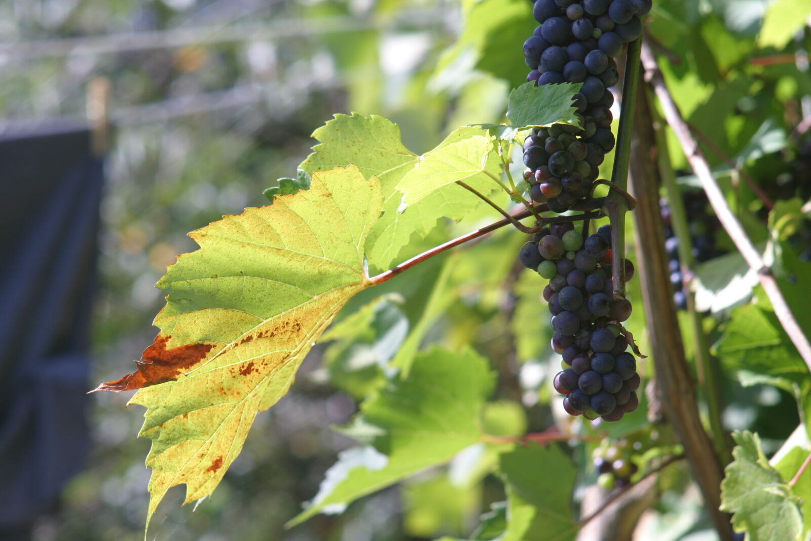 Canon EOS 10D sample photo