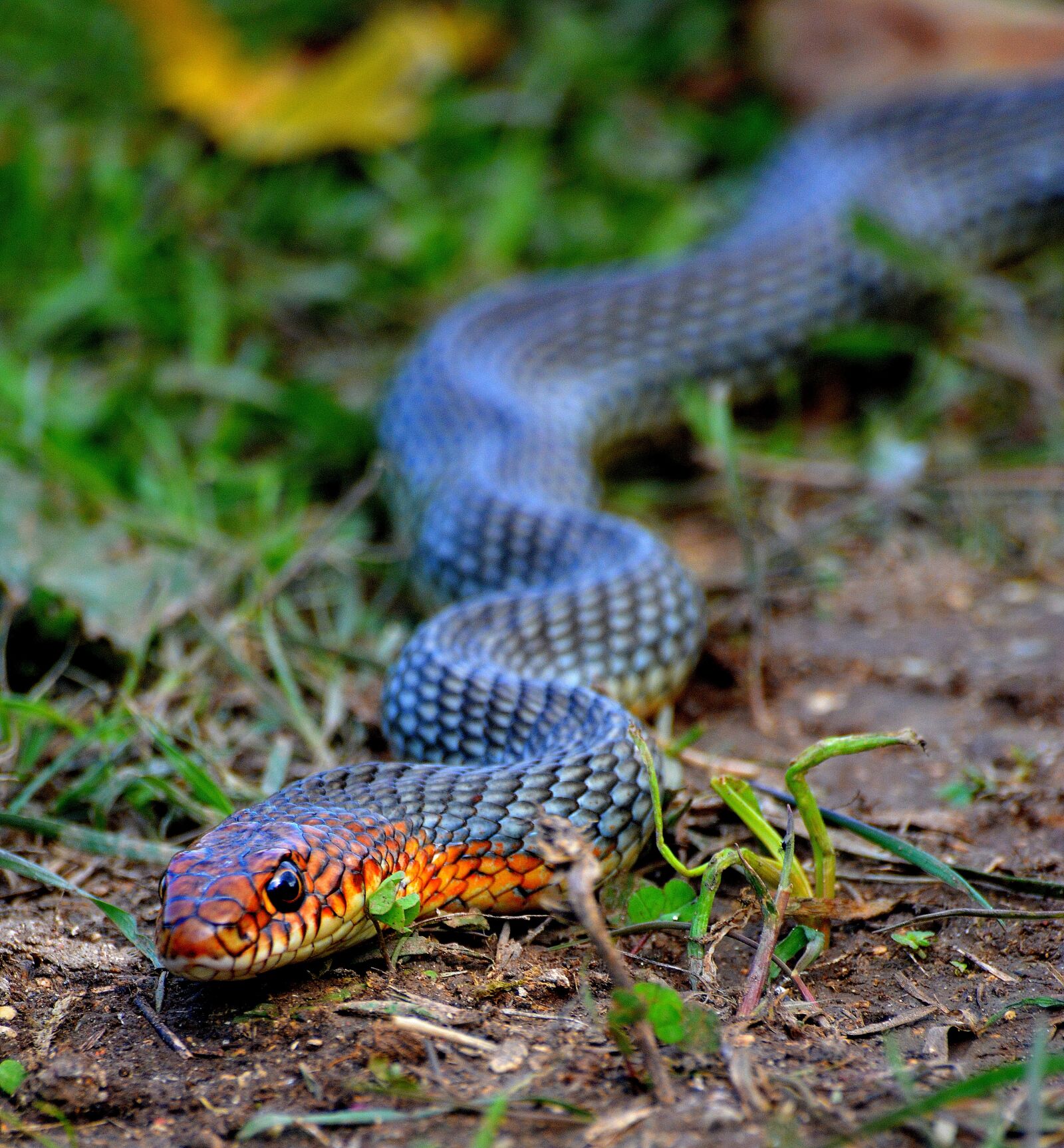 Nikon D5200 sample photo. Animals, nature, turkey photography