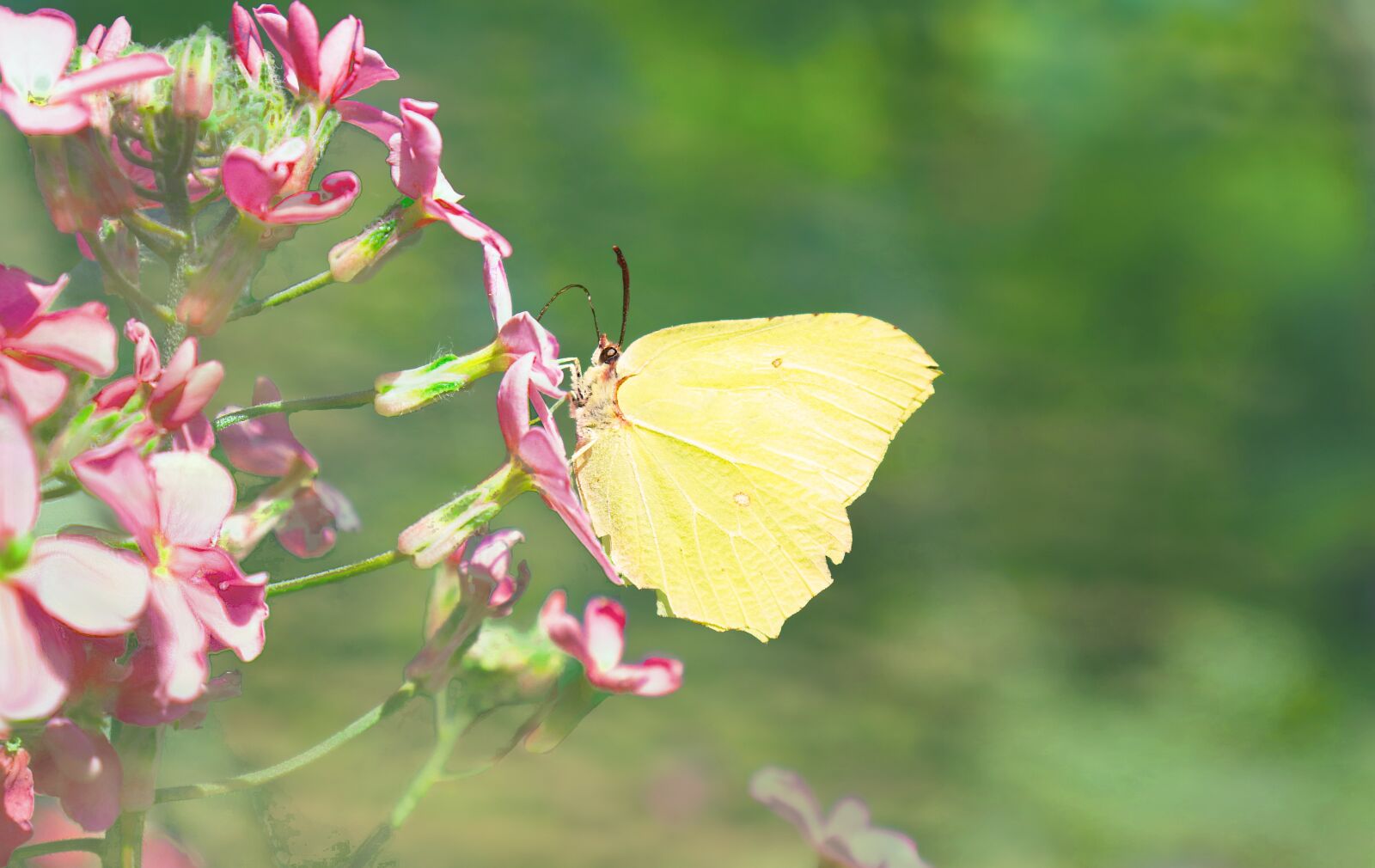 Canon EOS 77D (EOS 9000D / EOS 770D) sample photo. Brimstone butterfly, flowers, pretty photography