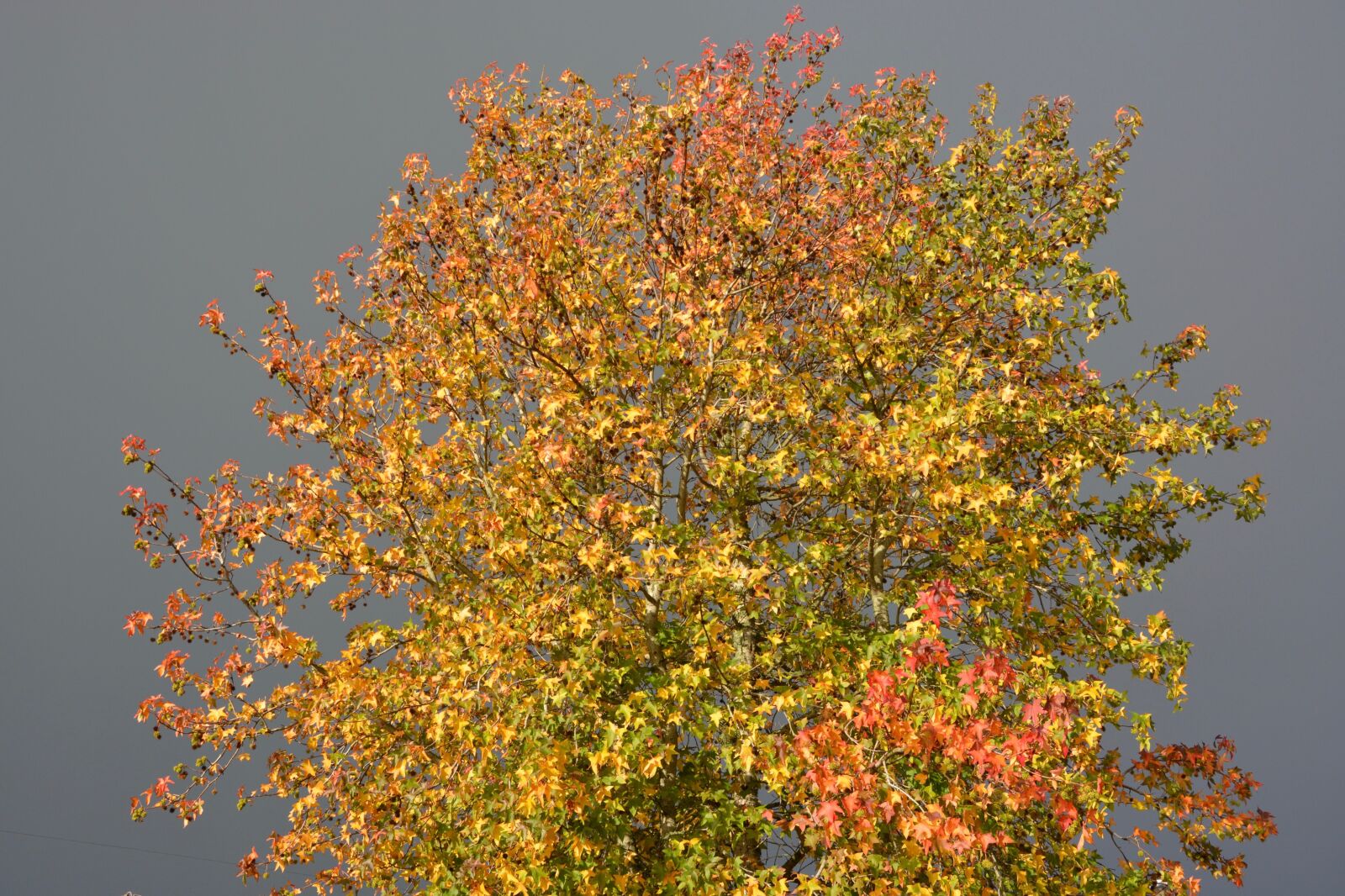 Nikon D5200 sample photo. Autumn landscape, leaves, tree photography
