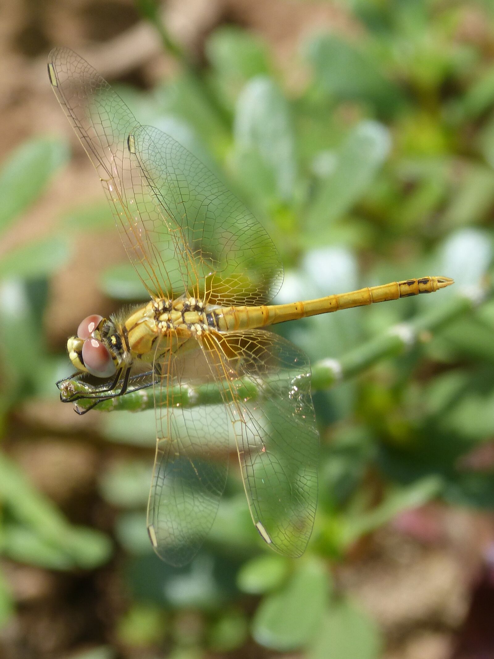Panasonic DMC-FZ62 sample photo. Dragonfly, yellow dragonfly, cordulegaster photography