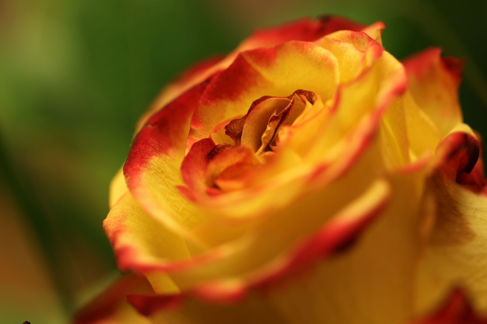 Canon EOS 650D (EOS Rebel T4i / EOS Kiss X6i) + Canon EF 100mm F2.8 Macro USM sample photo. Rose, flower, blossom photography