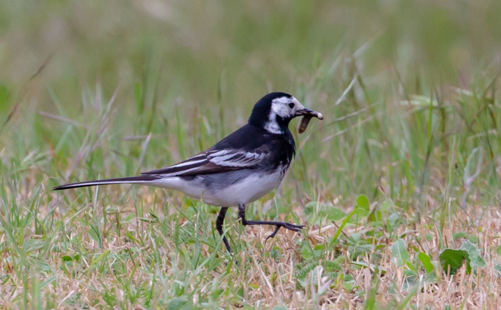 Canon EOS 5D Mark III sample photo. Pied wagtail, wagtail, small photography