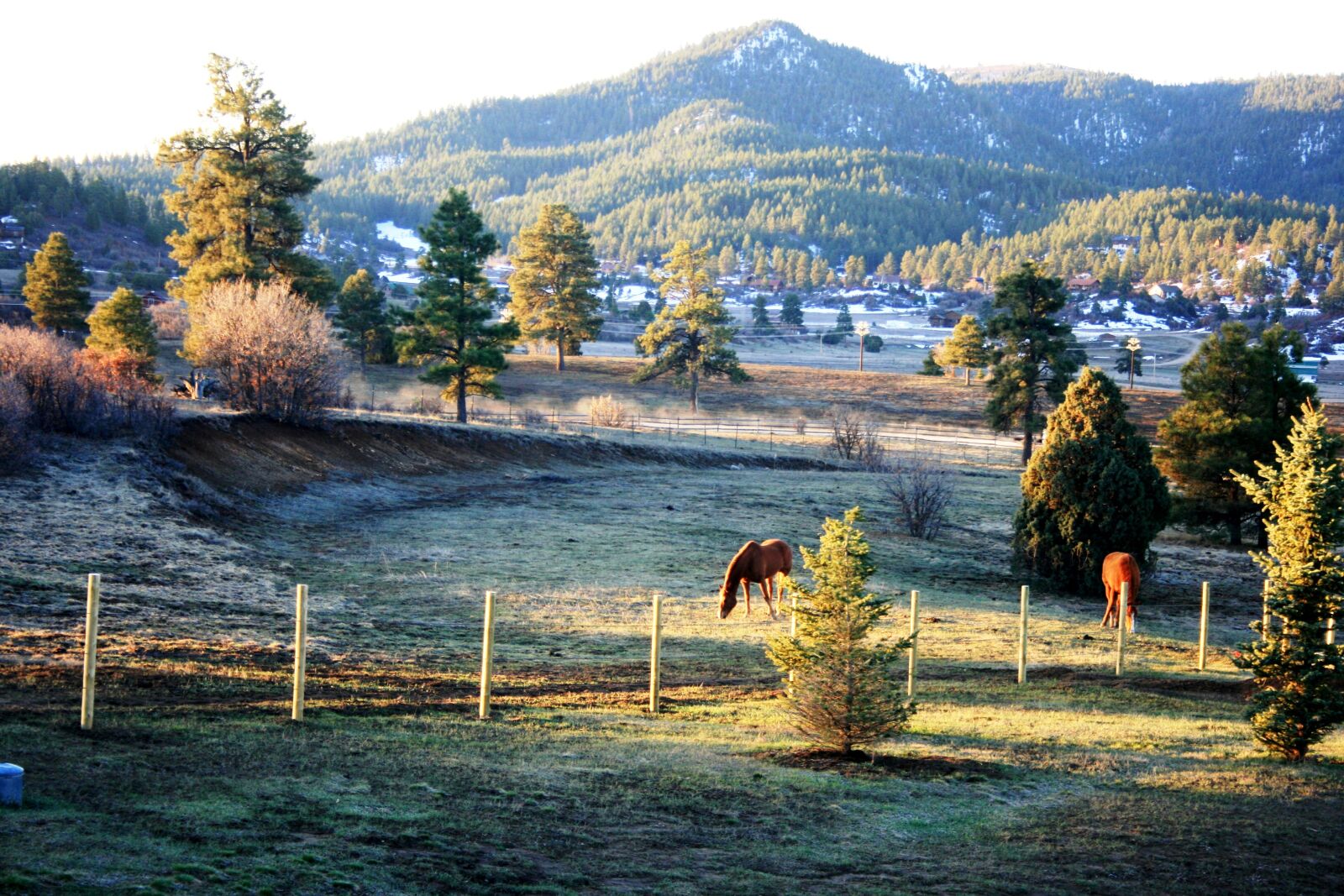 Canon EOS 400D (EOS Digital Rebel XTi / EOS Kiss Digital X) sample photo. Colorado, evening, horses photography