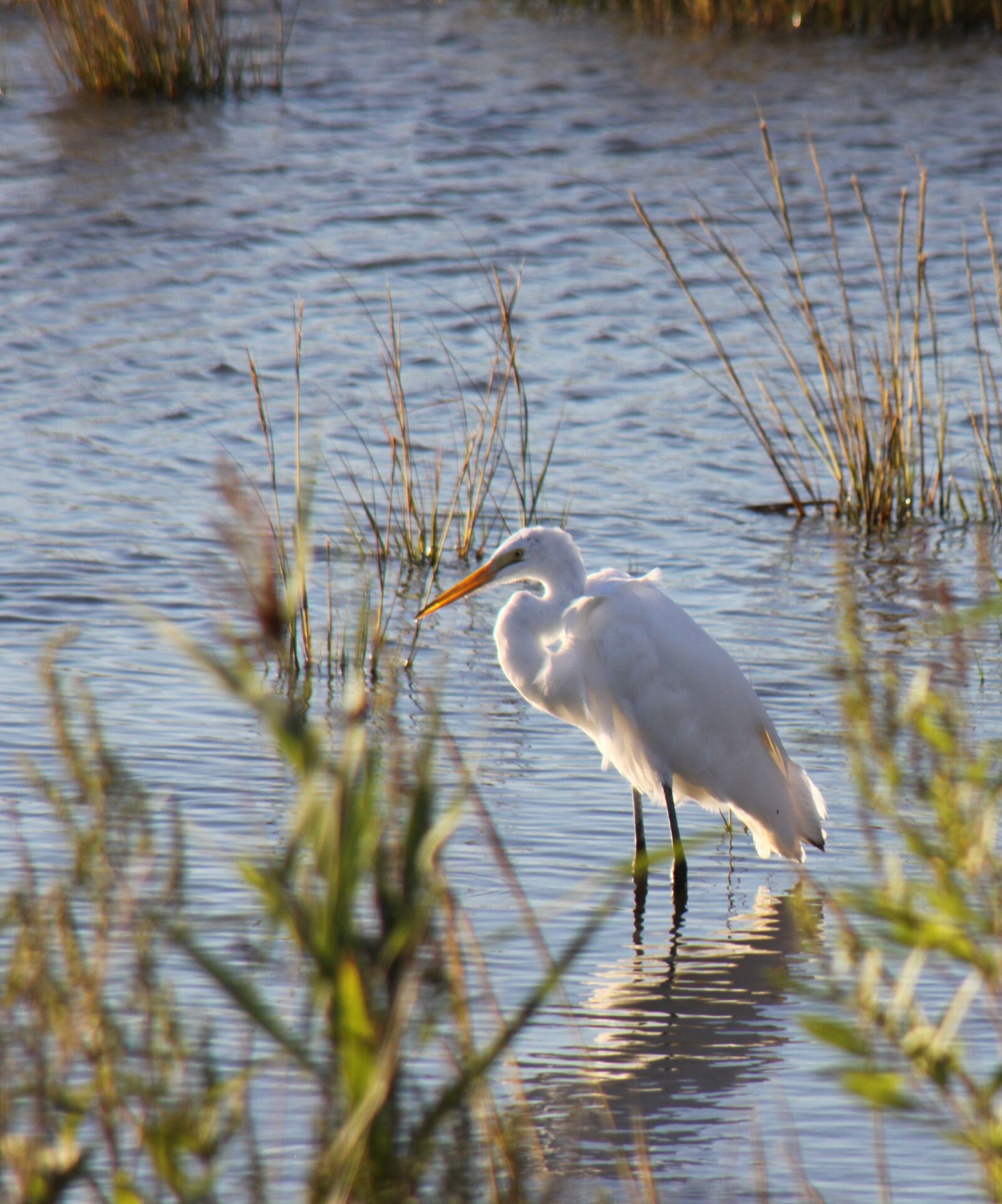 Canon EOS 50D sample photo. Bird, wildlife, shore bird photography