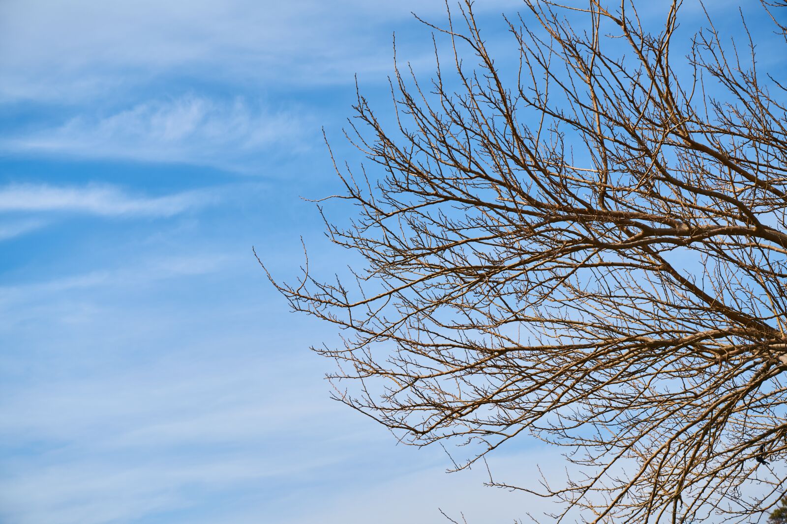 Sony a7R II sample photo. Nature, tree, current season photography