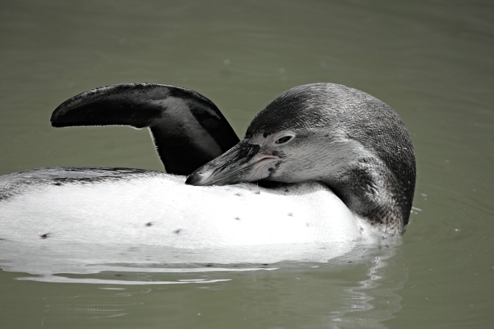 Canon EOS 1100D (EOS Rebel T3 / EOS Kiss X50) sample photo. Penguin, swim, fin photography