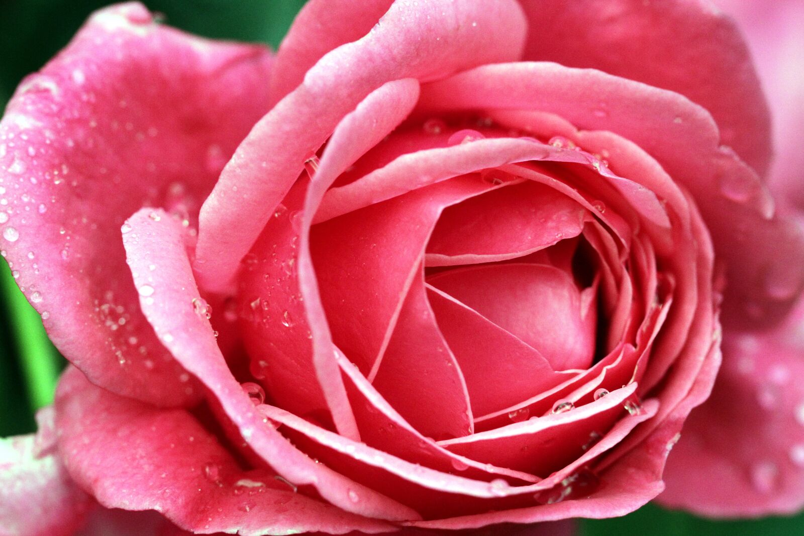 Canon EOS 7D sample photo. Rose, flower, petal photography