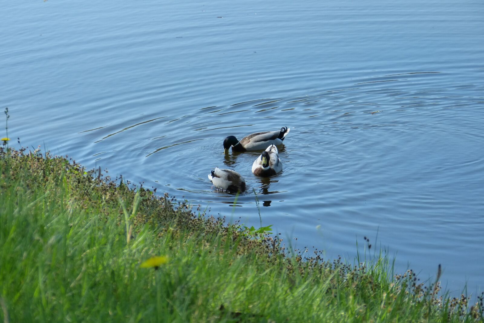 Panasonic Lumix DMC-FZ150 sample photo. Water, duck feed, channel photography