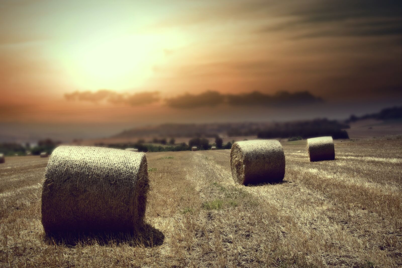 Nikon D5300 sample photo. Wheat, fields, old photography