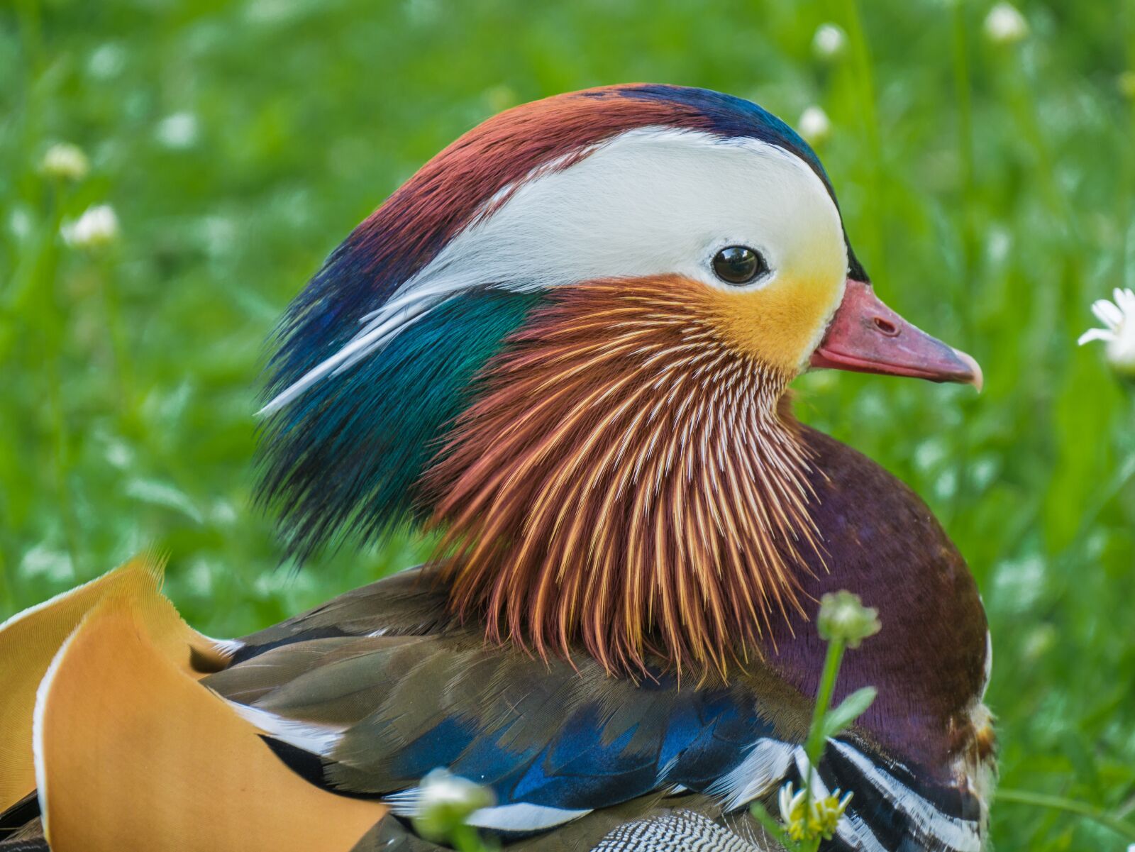 Panasonic DMC-G81 sample photo. Mandarin ducks, water bird photography