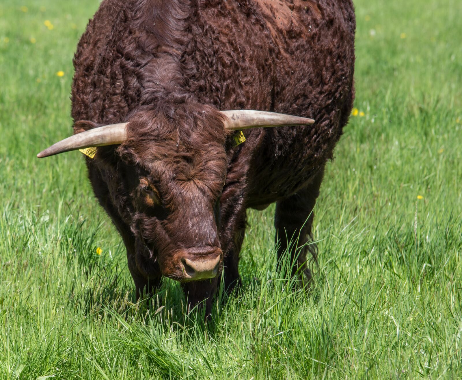 Pentax K-3 + Tamron SP AF 70-200mm F2.8 Di LD (IF) MACRO sample photo. Agriculture, cattle, animals photography