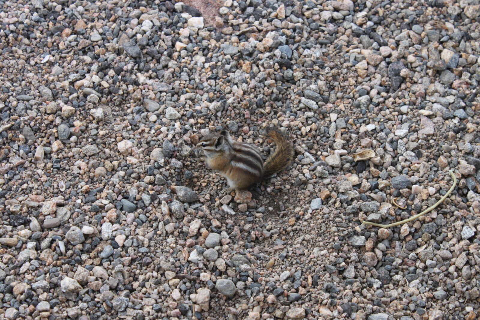 Canon EOS 500D (EOS Rebel T1i / EOS Kiss X3) sample photo. Chipmunk, gravel, ground photography