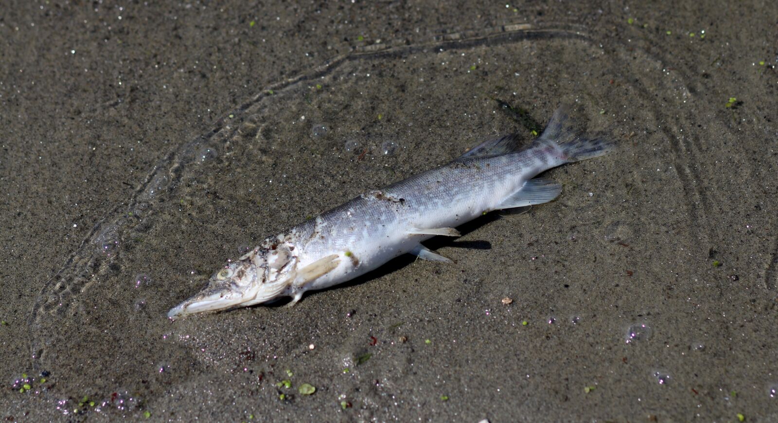 Canon EOS 700D (EOS Rebel T5i / EOS Kiss X7i) + Canon EF 85mm F1.8 USM sample photo. Over, dead, pollution photography