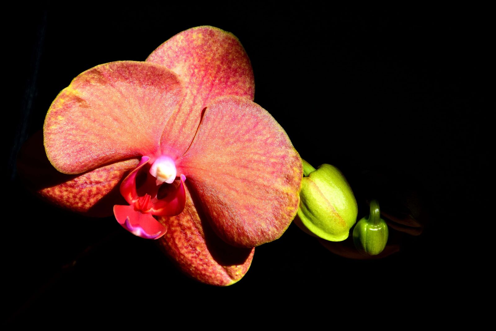 Nikon D3300 sample photo. Beautiful, photo studio, shadow photography