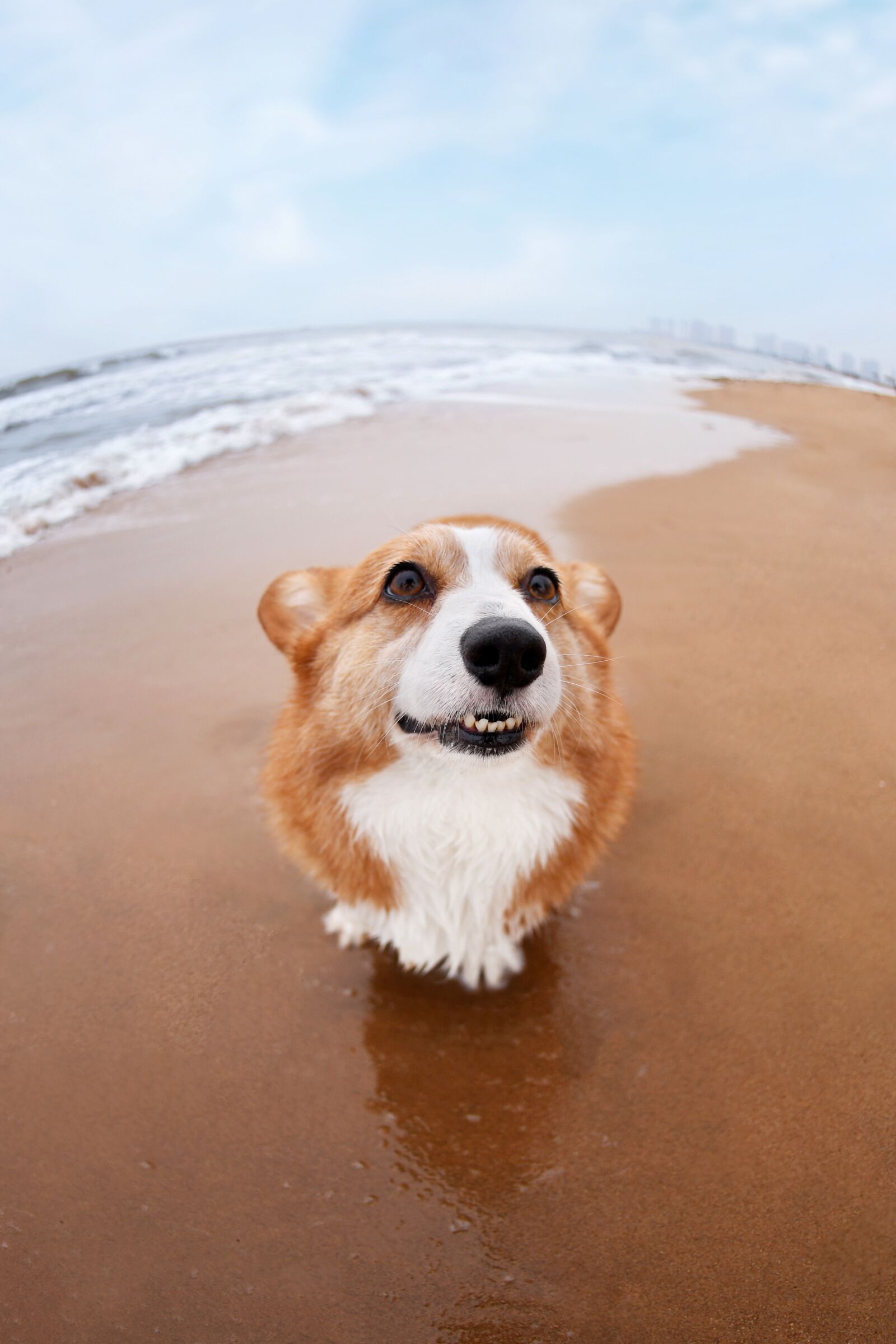 Nikon D5 sample photo. Pets, dog, corgi photography
