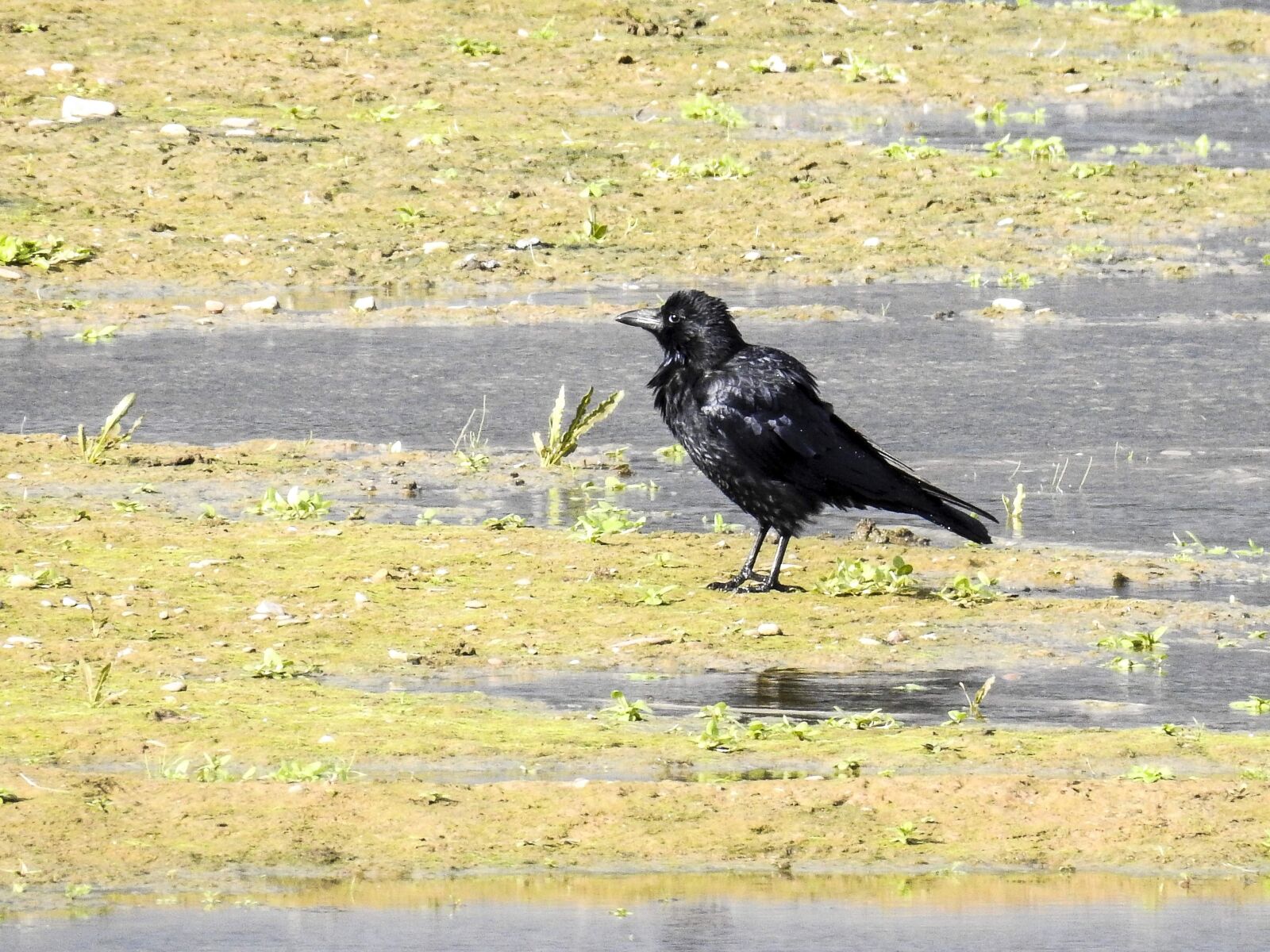 Nikon Coolpix P900 sample photo. Carrion crow, crow, bird photography