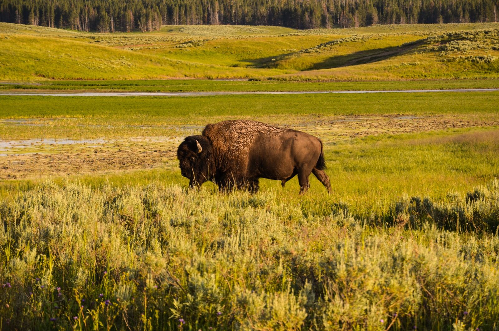 Nikon D5100 sample photo. Bison, yellowstone, wyoming photography